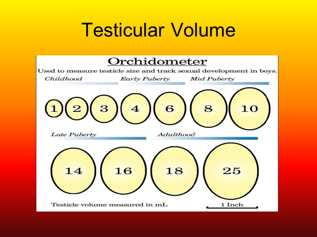 Testicular Volume